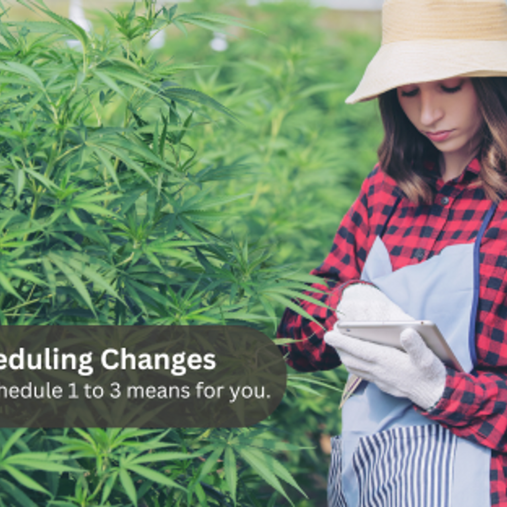 Unveiling the Game-changer: Government's Shift of Marijuana from Schedule 1 to Schedule 3 Status